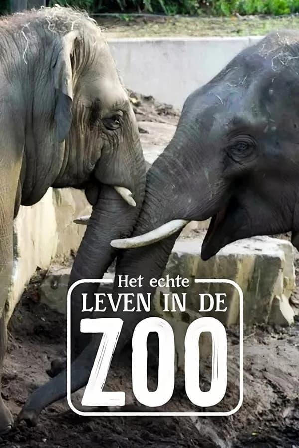 TV Show Poster