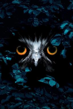 TV Show Poster